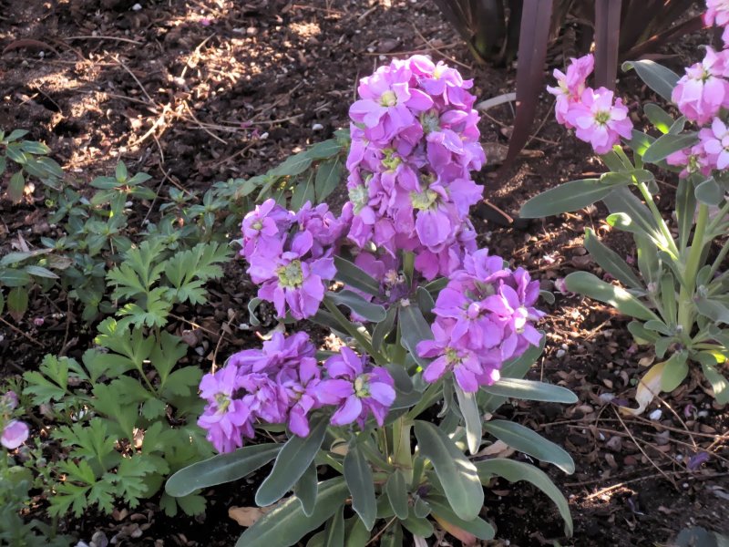 Левкой (Matthiola)