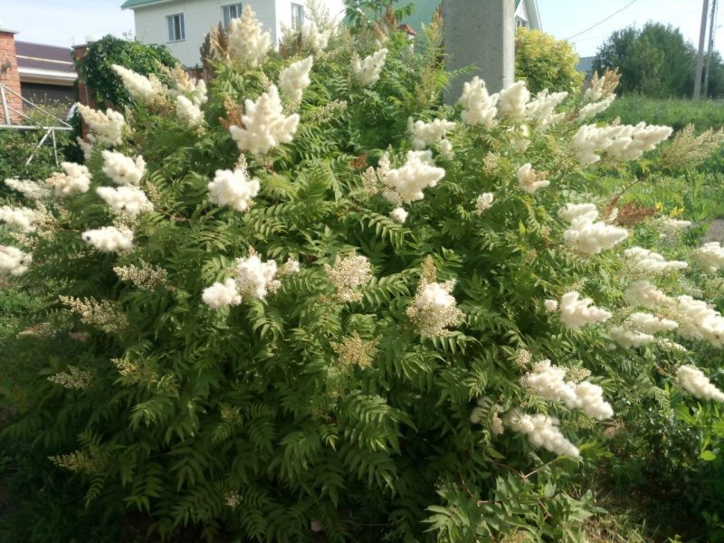 Рябинник рябинолистный куст