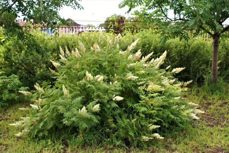 Кустарник рябинник рябинолистный