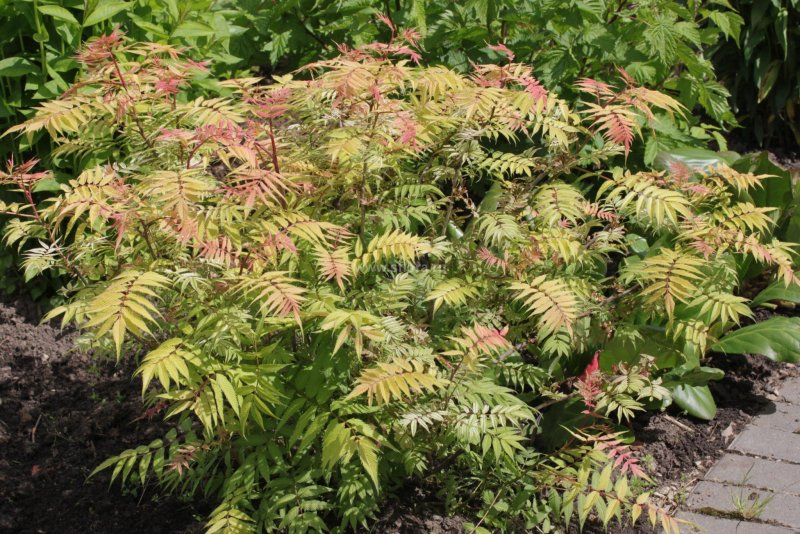 Рябинник рябинолистный (Sorbaria sorbifolia `sem`)
