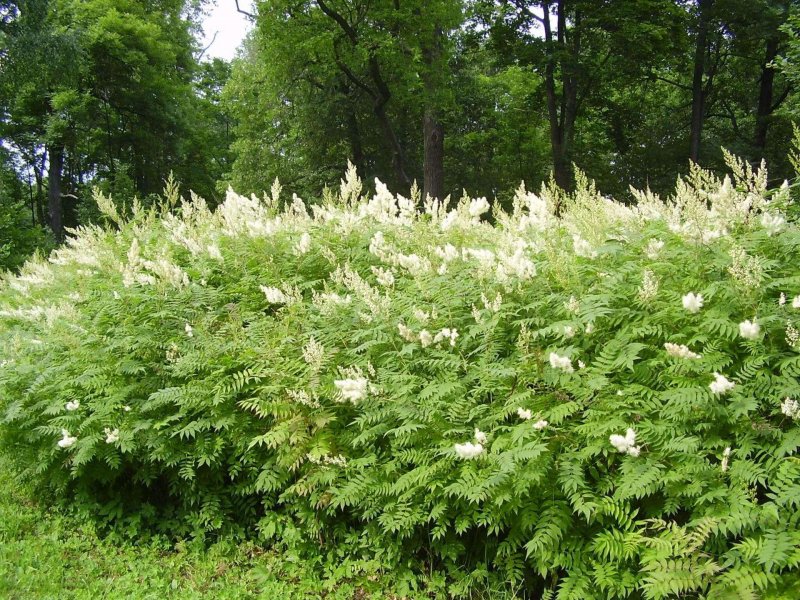 Рябинник кустарник Сэм