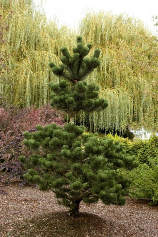 Сосна черная 'Oregon Green