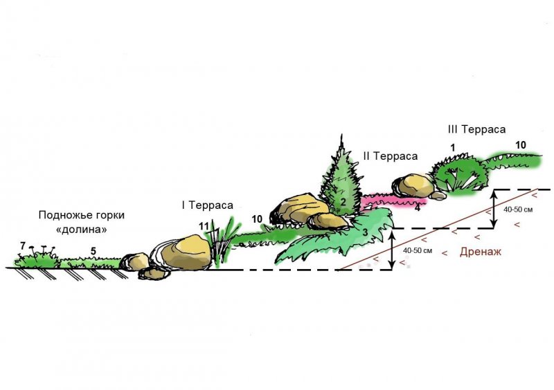 Схема размещения растений на альпийской Горке