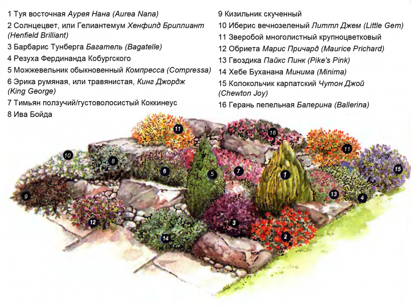 Альпийская горка сверху план