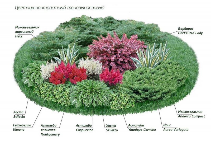 Схема миксбордера непрерывного цветения