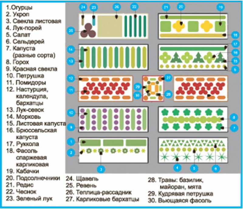 Совместные посадки план посадки грядки