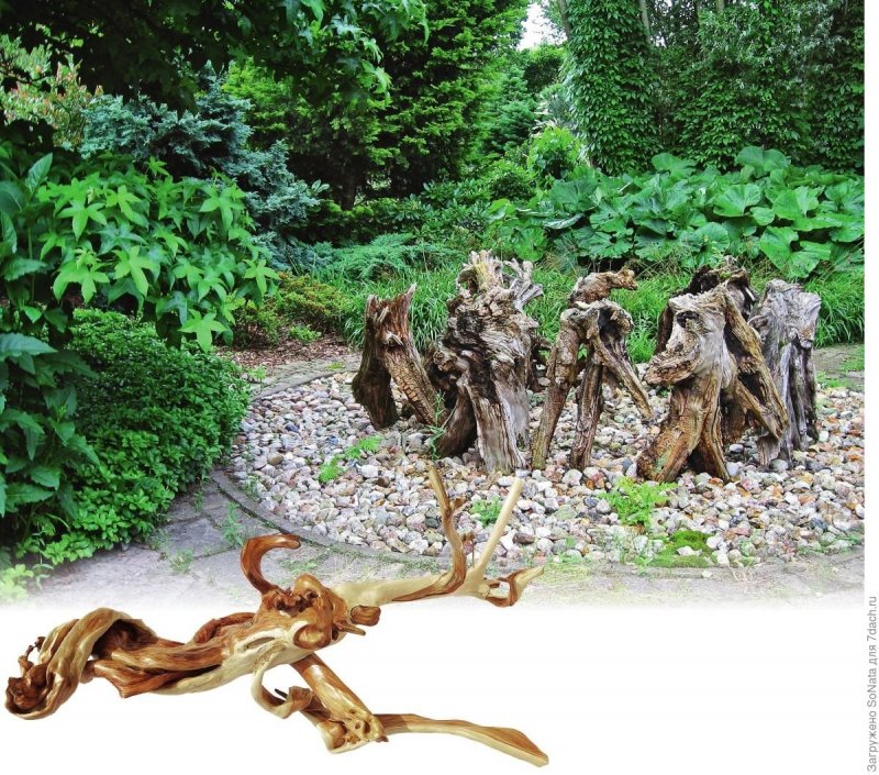 Коряги в ландшафте