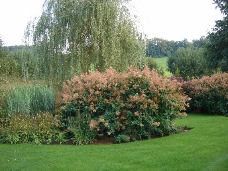 Aruncus dioicus