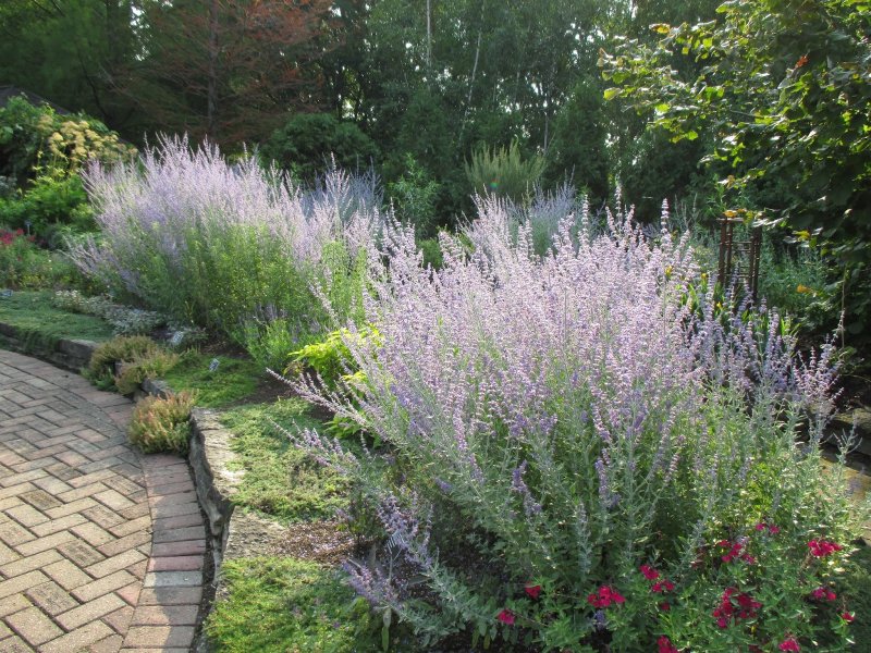 Persicaria bistorta
