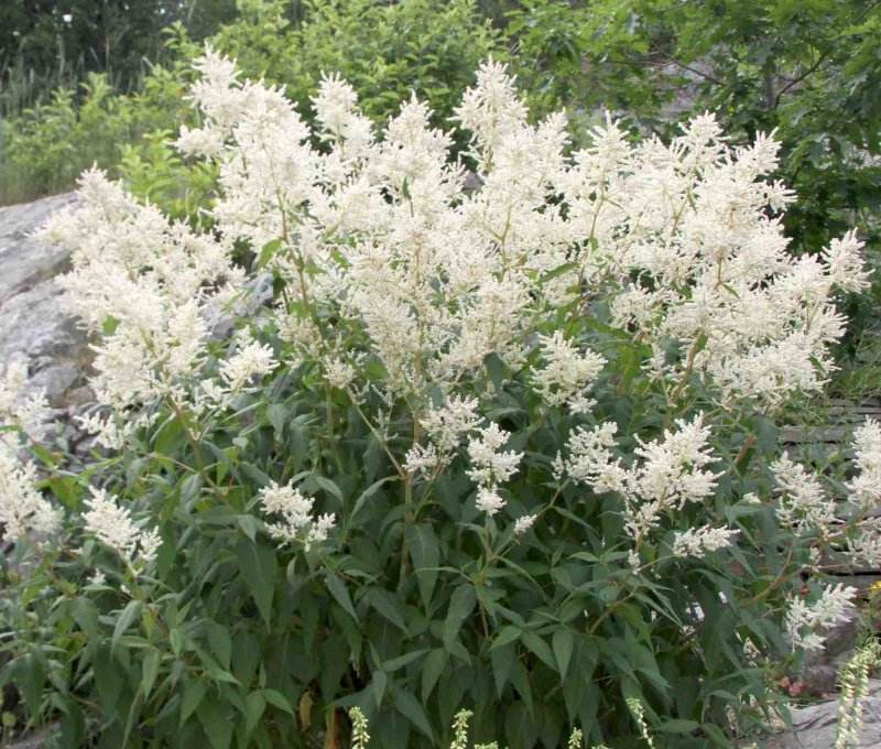 Горец изменчивый (к) Persicaria polymorpha