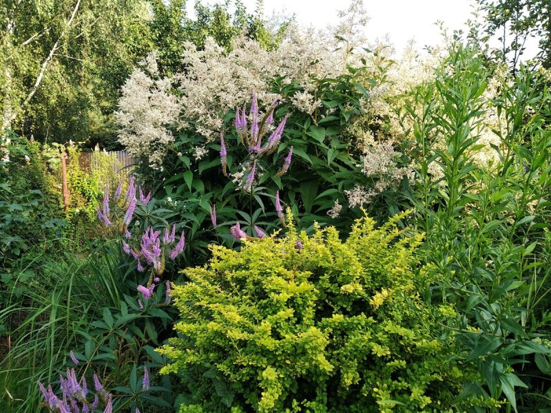 Горец изменчивый (к) Persicaria polymorpha
