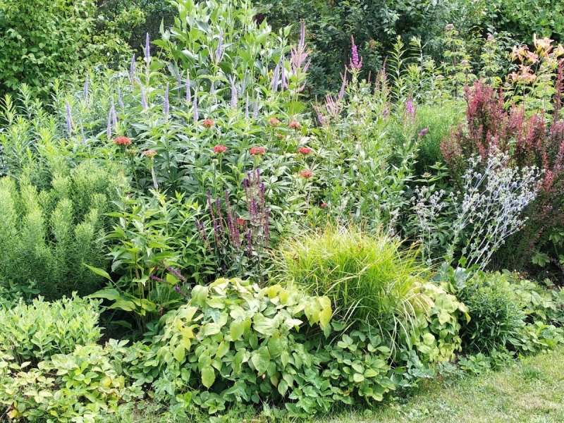 Горец изменчивый (Polygonum polymorpha)
