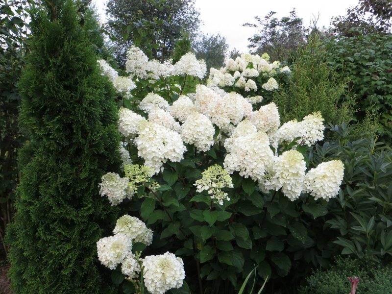 Гортензия метельчатая (Hydrangea paniculata `Phantom`)