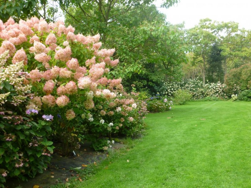 Гортензия метельчатая Фантом Hydrangea paniculata Phantom