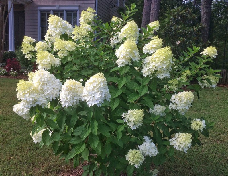 Гортензия метельчатая (Hydrangea paniculata `Phantom`)