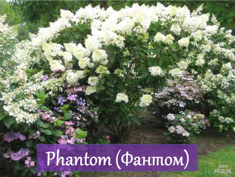 Гортензия штамбовая Phantom