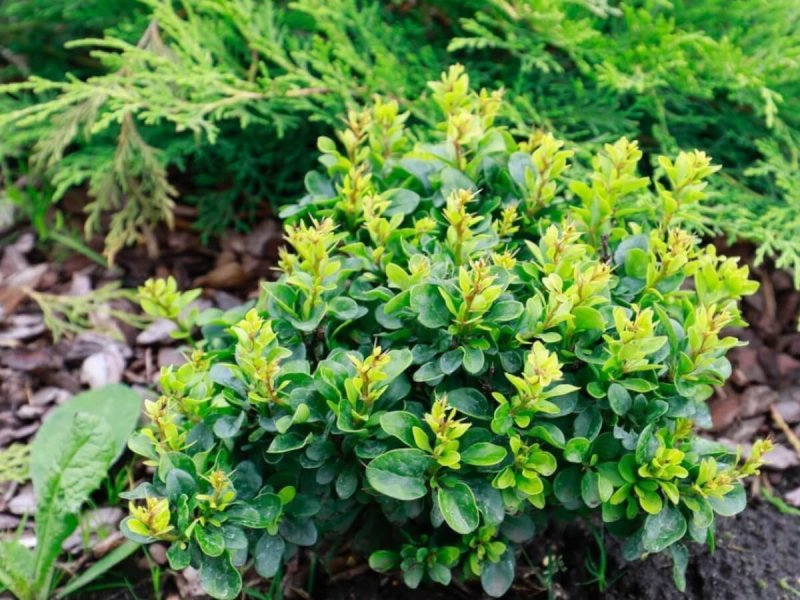 Барбарис Тунберга Berberis thunbergii "Kobold"