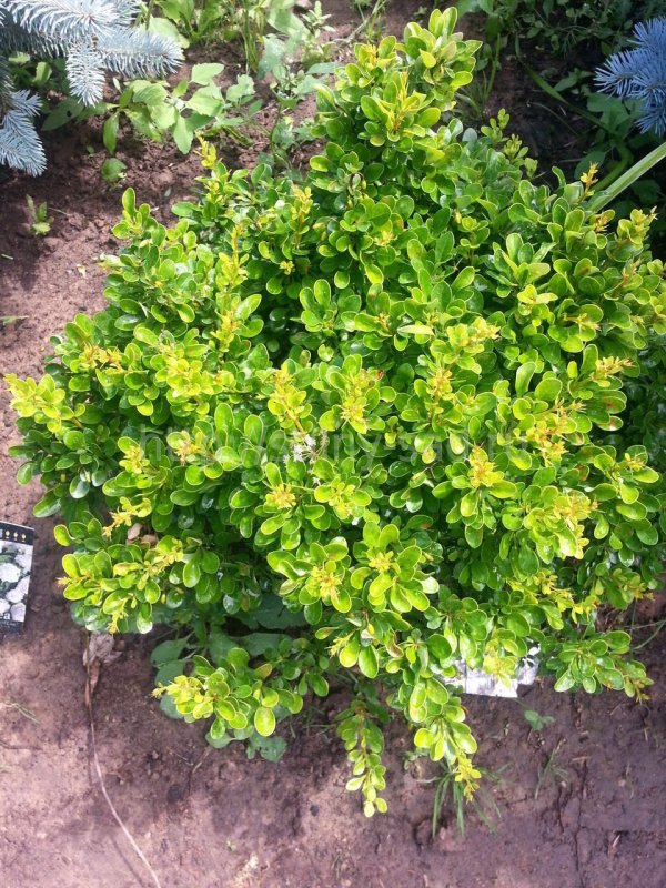Berberis thunbergii Kobold