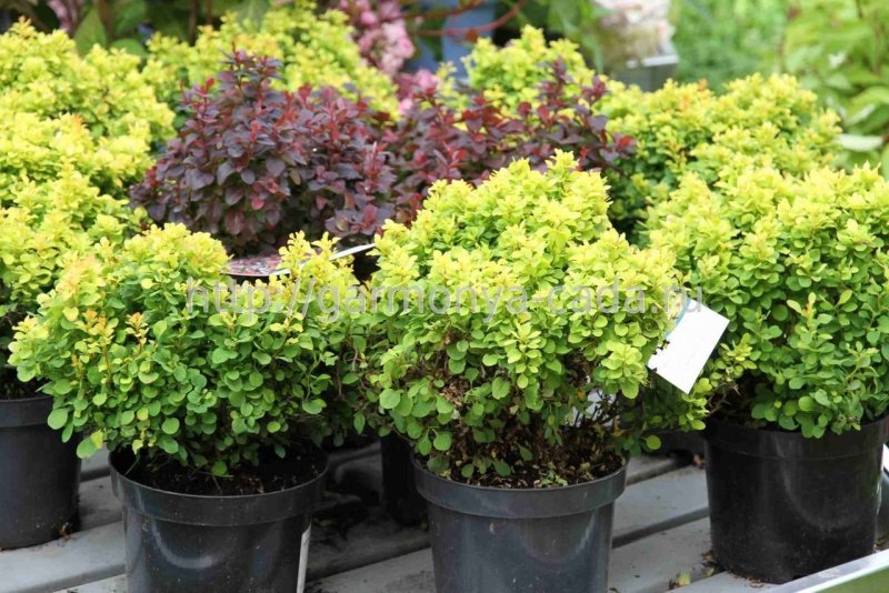 Барбарис Тунберга Berberis thunbergii "Kobold"