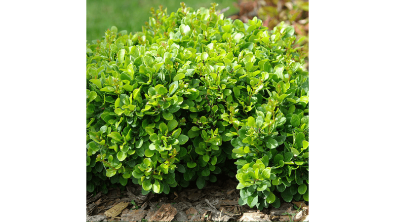 Барбарис Тунберга Berberis thunbergii "Kobold"
