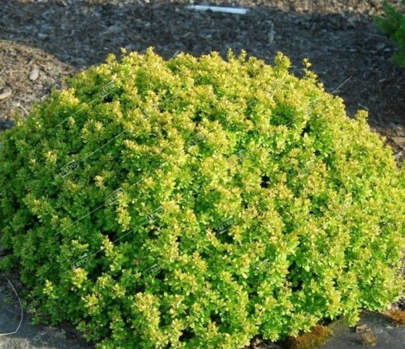 Барбарис Тунберга Berberis thunbergii "Kobold"