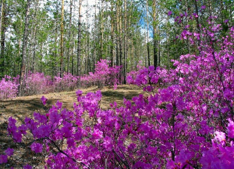 Рододендроны в Светлогорске