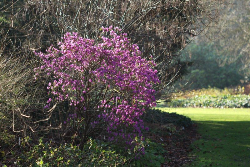 Rhododendron dauricum Purple Gem