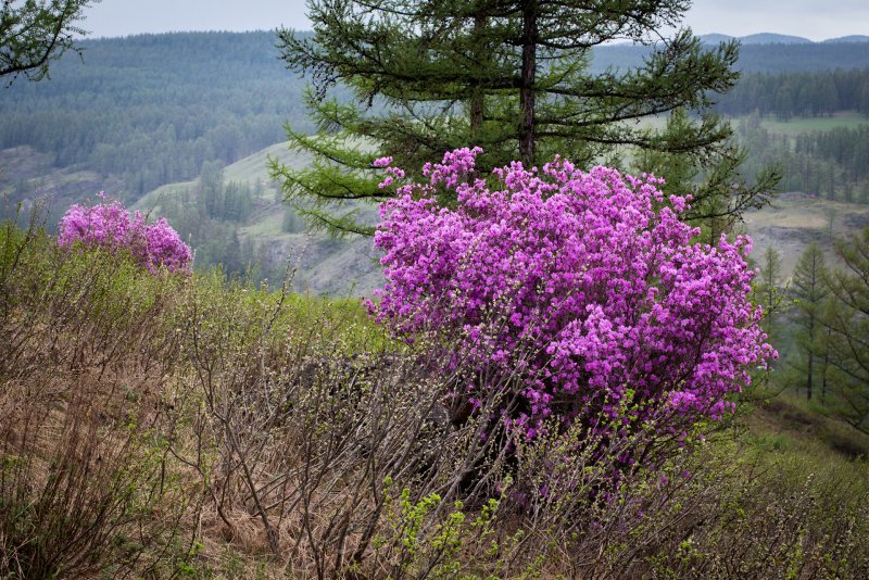 Багульник цветы Сибири