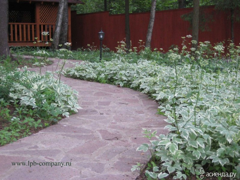 Сныть на клумбе
