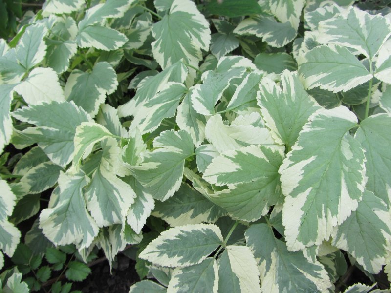 Сныть обыкновенная variegata