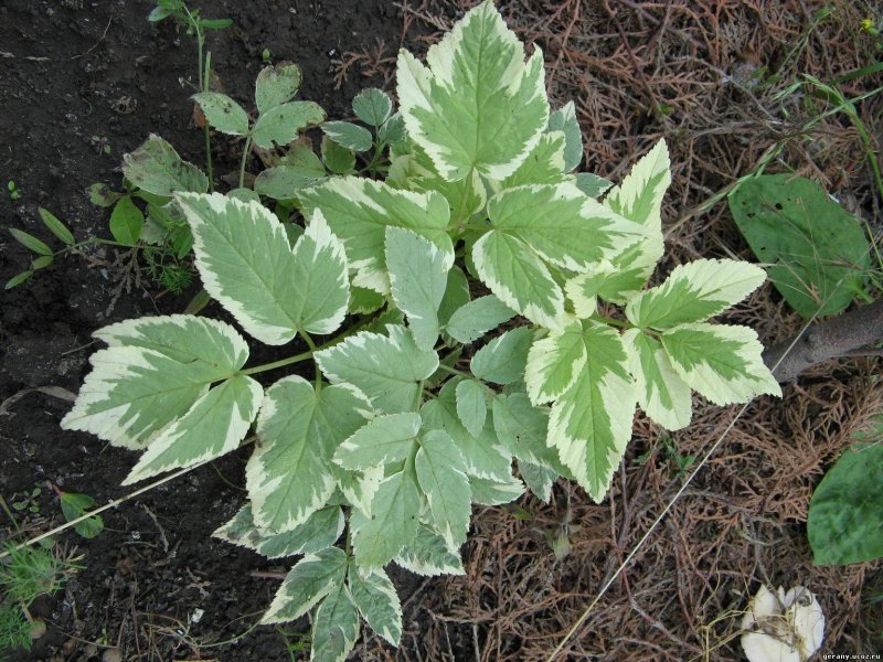 Сныть обыкновенная variegata
