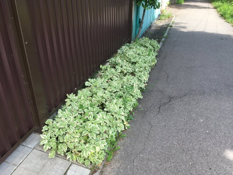 Злостные почвопокровные сорняки