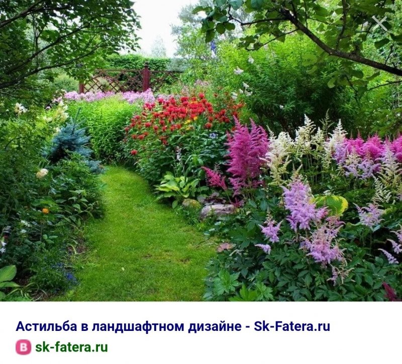 Астильба с флоксами на клумбе