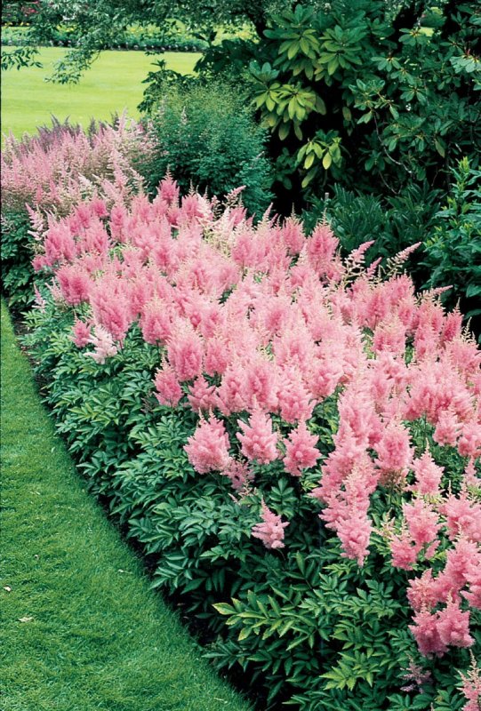 Астильба Inshriach Pink