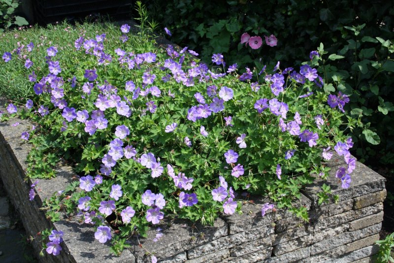 Герань `Rozanne` (Geranium `Rozanne`)