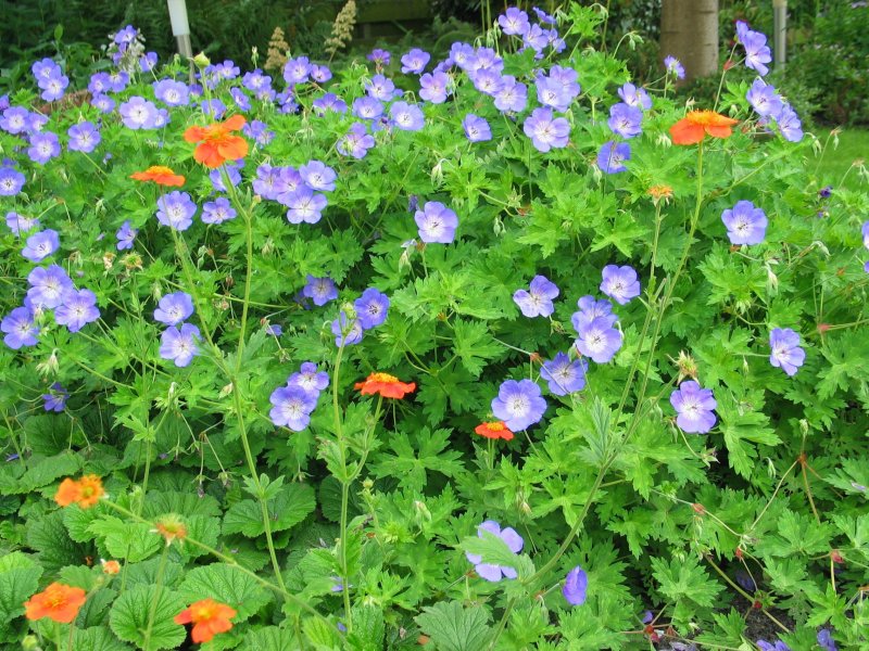 Герань гибридная (Geranium hybridum)