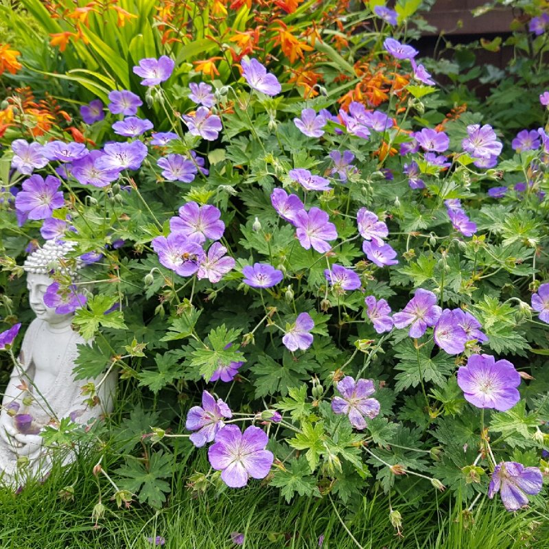 Герань Розанна (Geranium Rozanne ®)