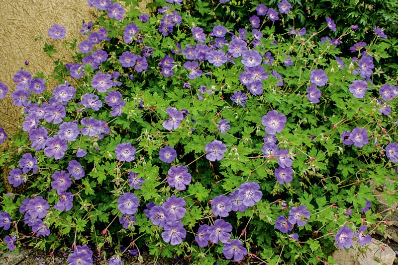 Герань Садовая Geranium hybridum Azure Rush
