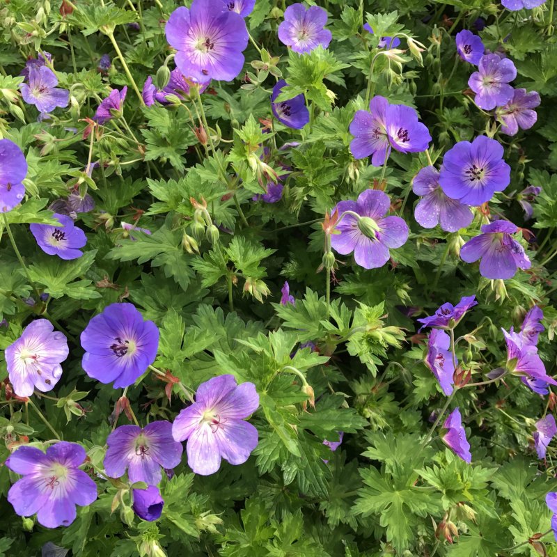 Герань `Rozanne` (Geranium `Rozanne`)
