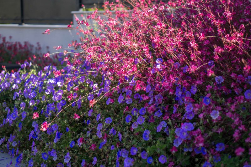 Geranium Garden planting and Care photo