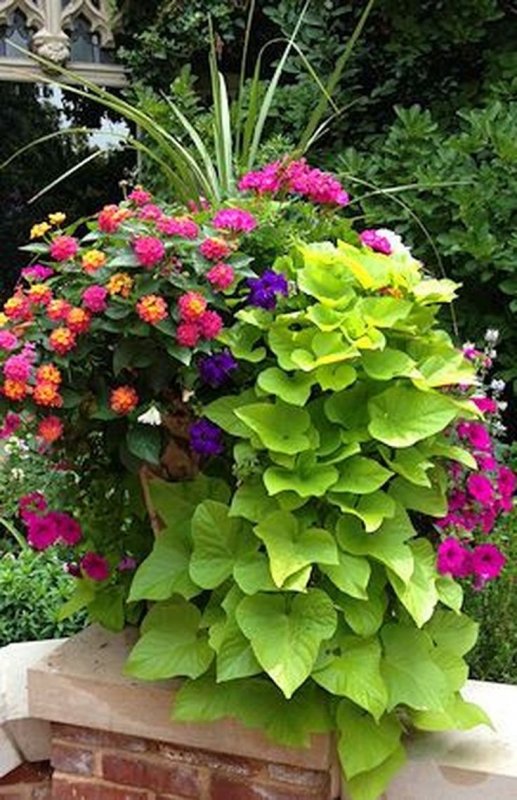 Ипомея батат Marguerite