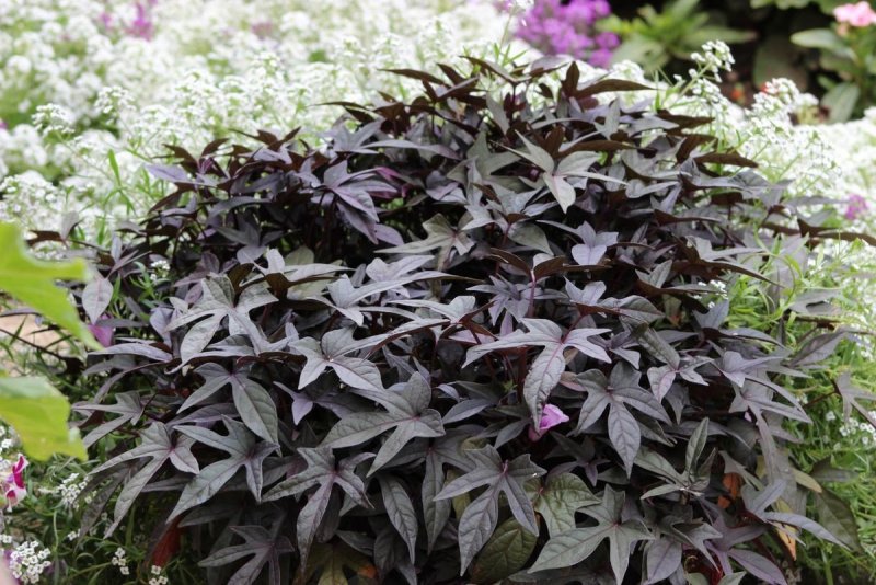 Ипомея FLORAMIA Black