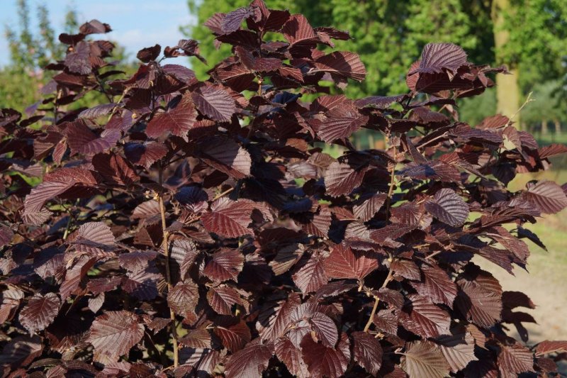 Лещина обыкновенная purpurea