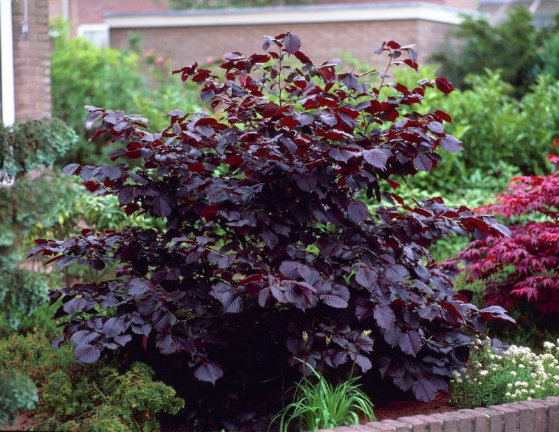 Лещина обыкновенная purpurea