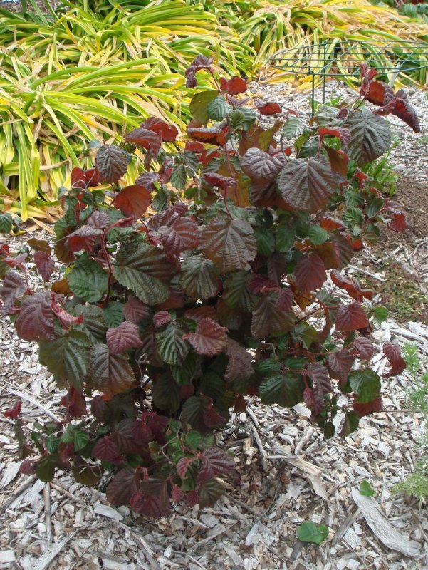 Corylus avellana Red Majestic