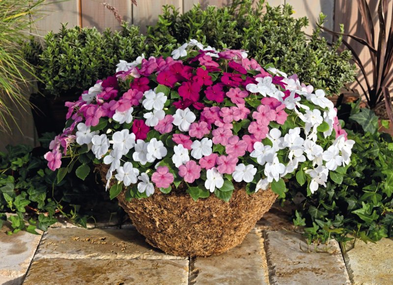 Бальзамин Уоллера (Impatiens walleriana f1) Athena Formula