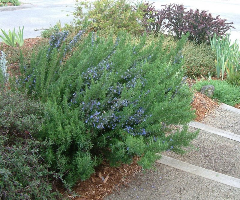 Lavandula angustifolia Munstead