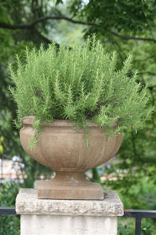 Розмарин officinalis Tuscan Blue,