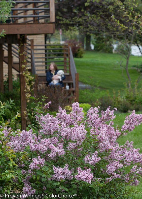 Сирень Мейера Syringa meyeri Palibin