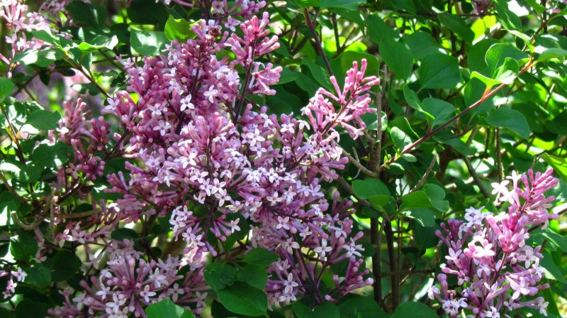 Syringa meyeri Palibin сирень